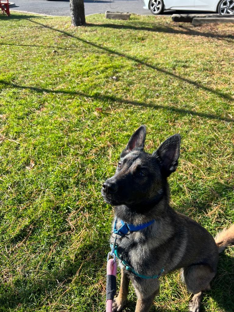 Enlarge Hannah, a Adoptable Dutch Shepherd in Meriden, CT image 4/6