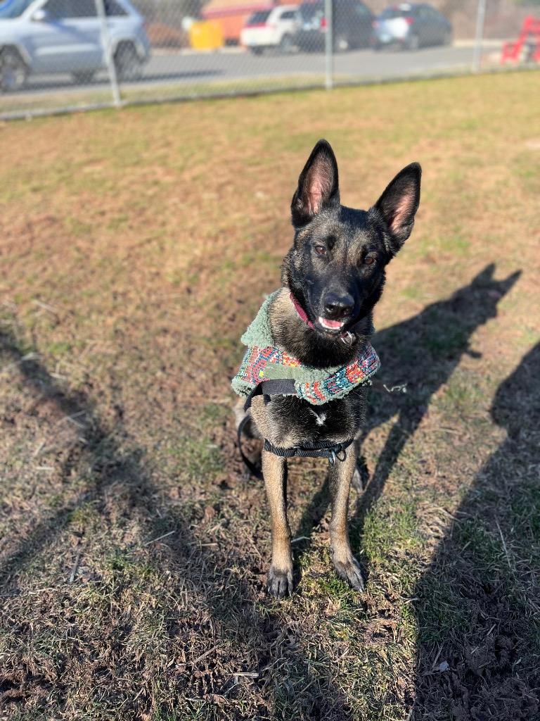 Enlarge Hannah, a Adoptable Dutch Shepherd in Meriden, CT image 5/6