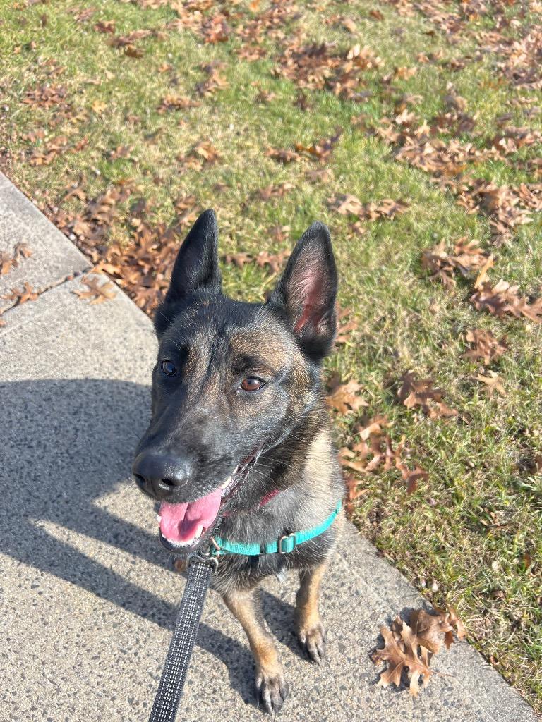 Enlarge Hannah, a Adoptable Dutch Shepherd in Meriden, CT image 6/6