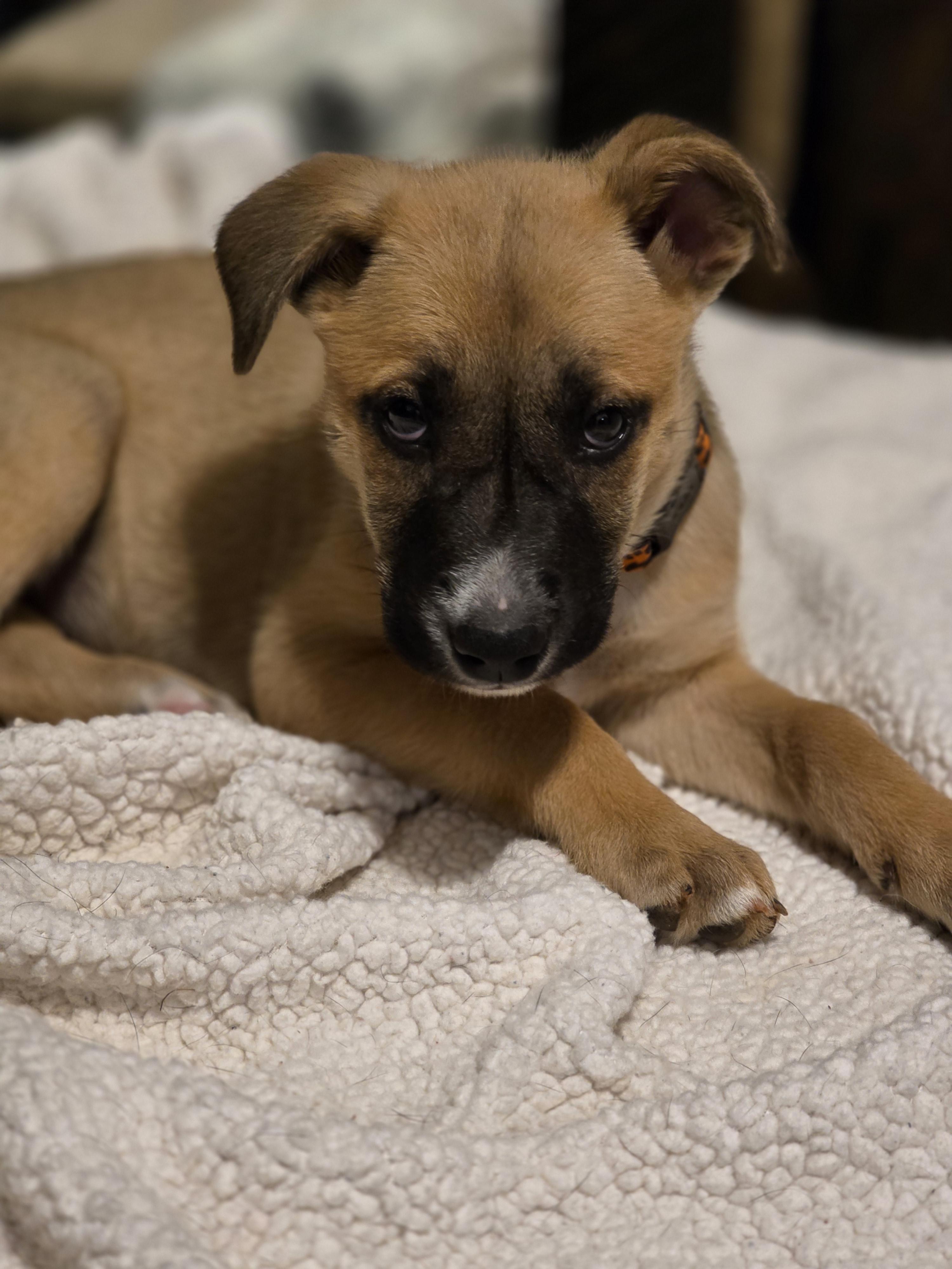 Enlarge Thelma, a Adoptable mixed breed in Tucson, AZ image 2/4