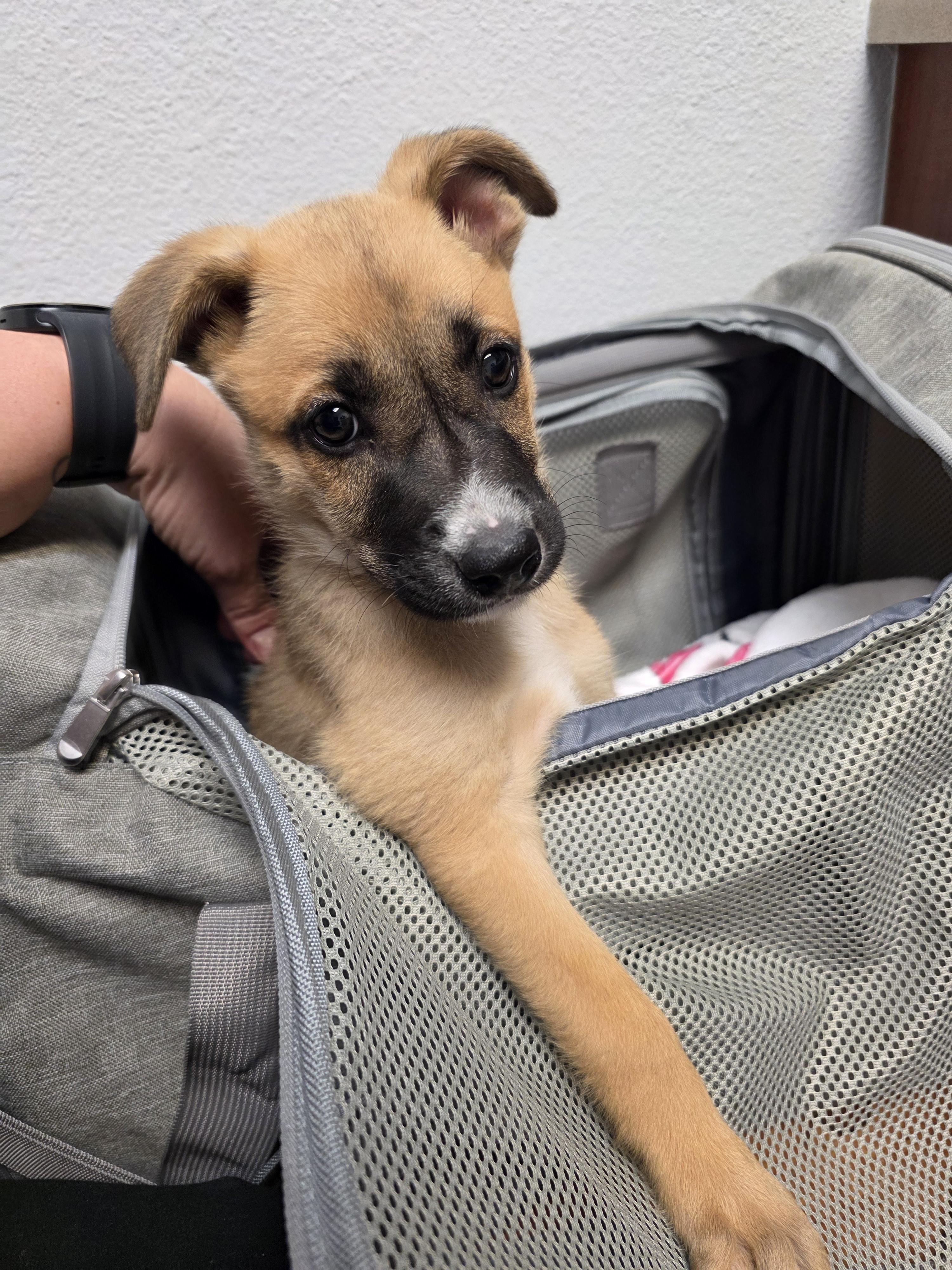 Enlarge Thelma, a Adoptable mixed breed in Tucson, AZ image 4/4