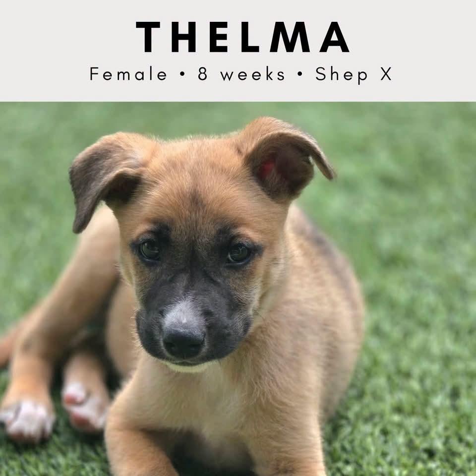 Thelma, Adoptable, Puppy Female German Shepherd Dog & Boxer.
