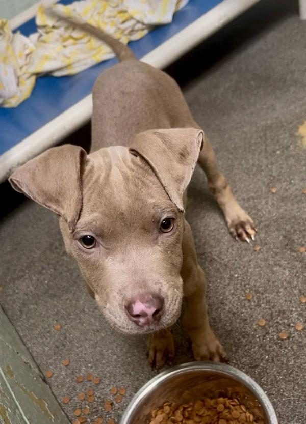 Crepes **Courtesy Post. Out of town pet. See below for details**