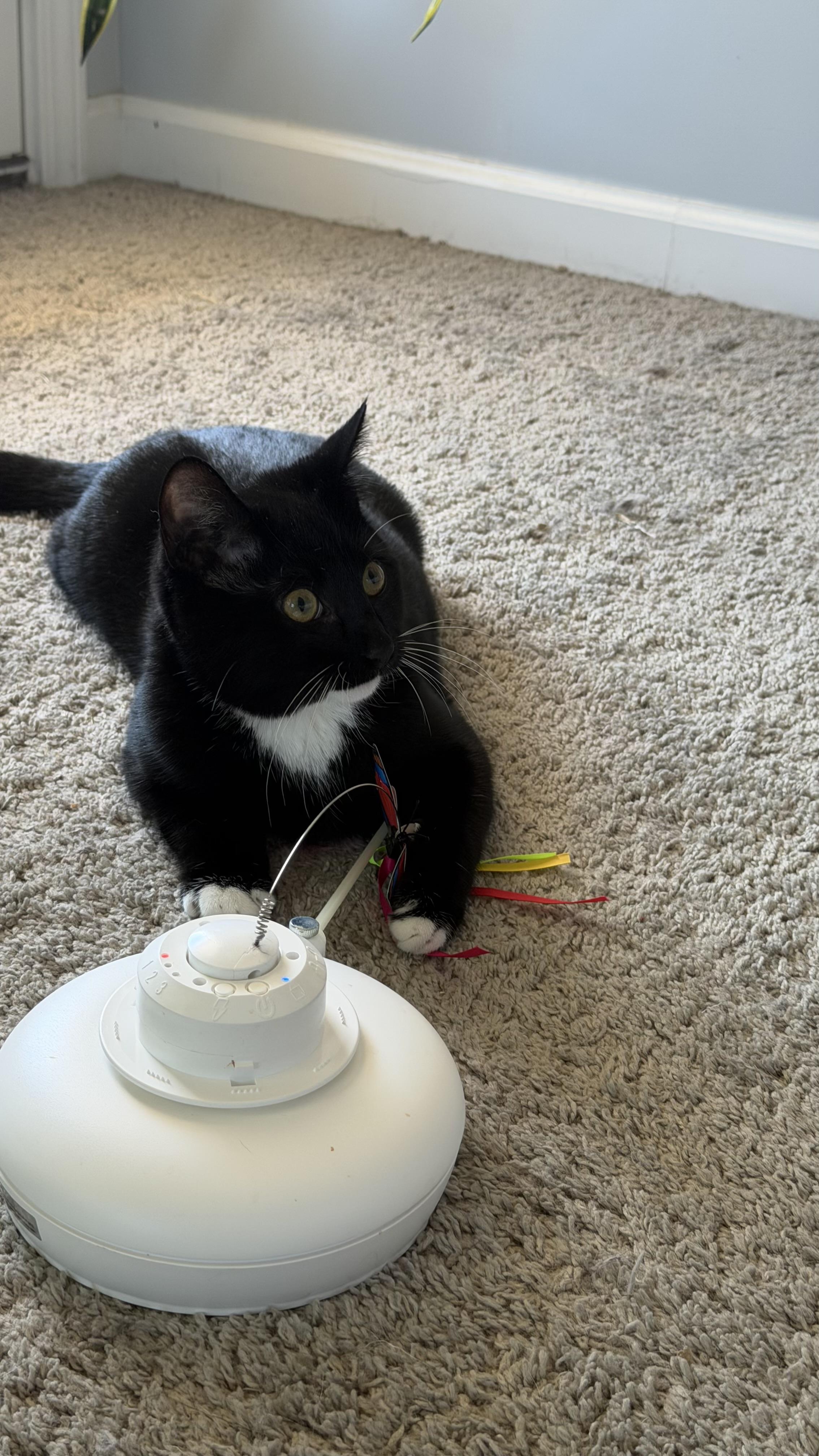 Enlarge Kevin, a Adoptable American Shorthair in Charlotte, NC image 2/6
