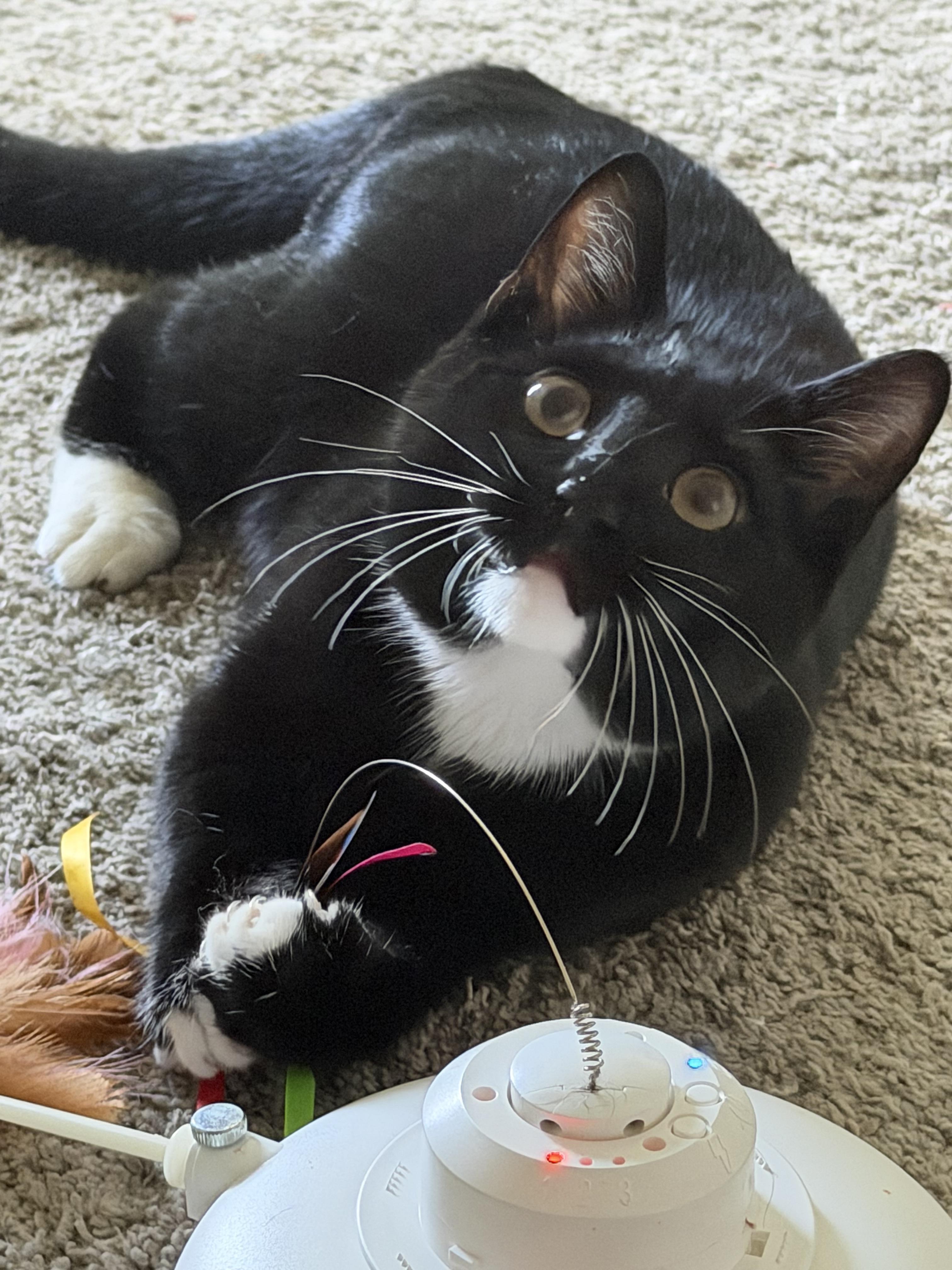 Enlarge Kevin, a Adoptable American Shorthair in Charlotte, NC image 4/6