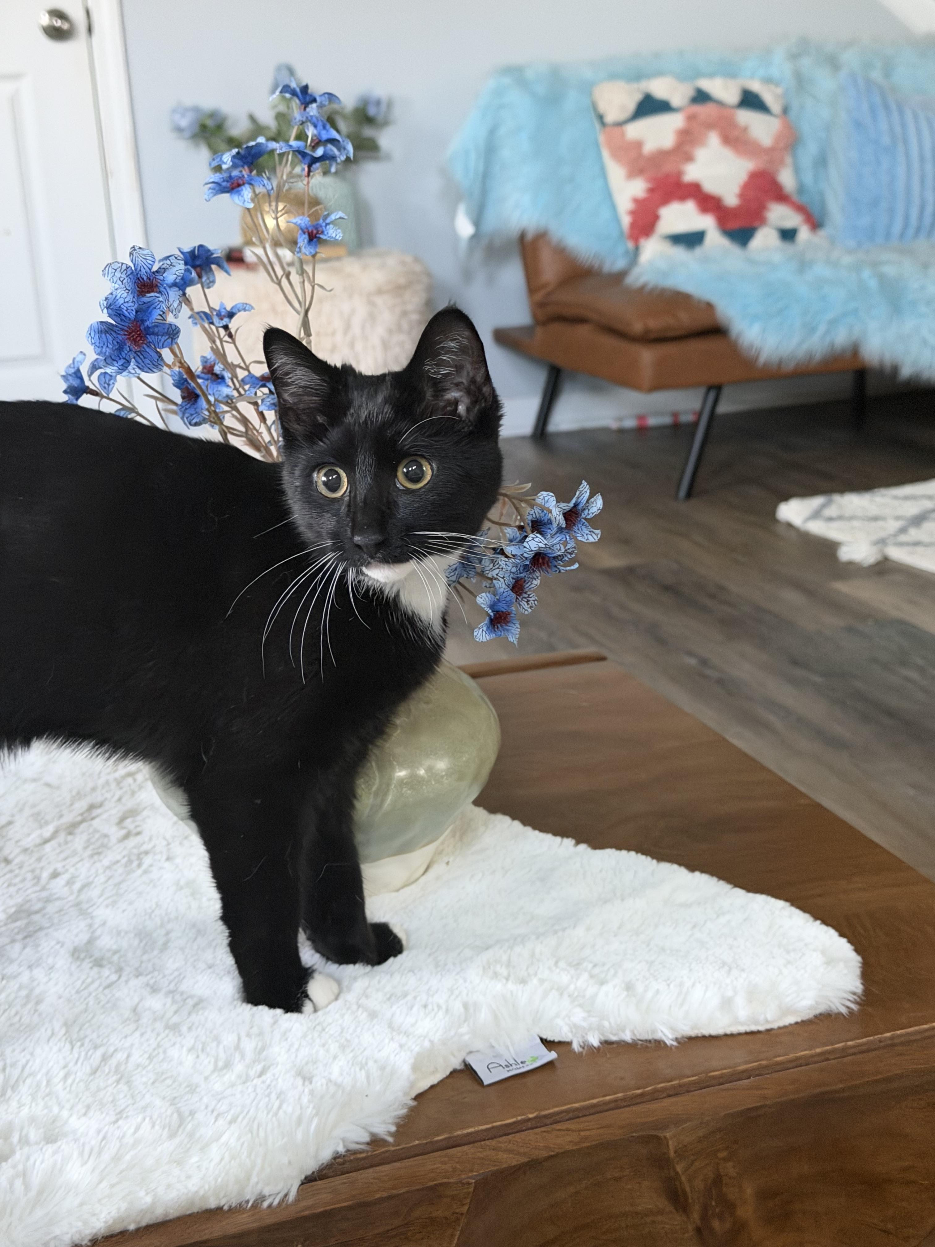 Enlarge Kevin, a Adoptable American Shorthair in Charlotte, NC image 5/6