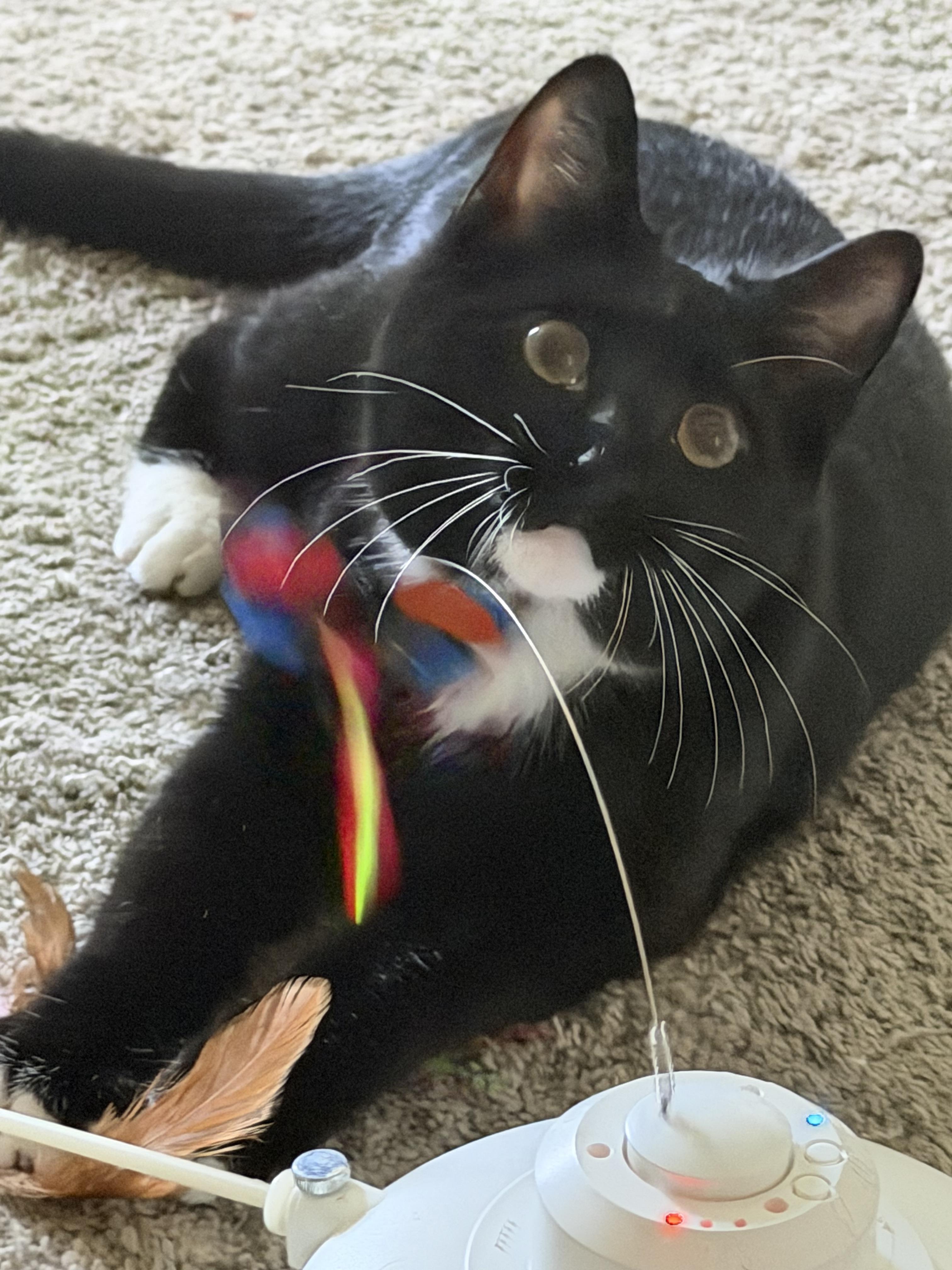 Enlarge Kevin, a Adoptable American Shorthair in Charlotte, NC image 3/6