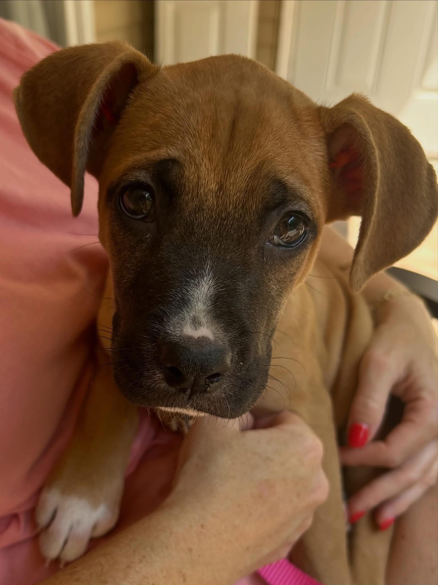 Brielle, an adopted mixed breed in Jackson , NJ image 3/6