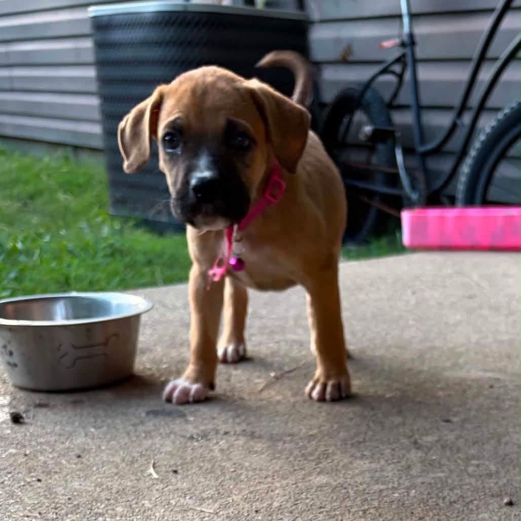 Brielle, an adopted mixed breed in Jackson , NJ image 4/6