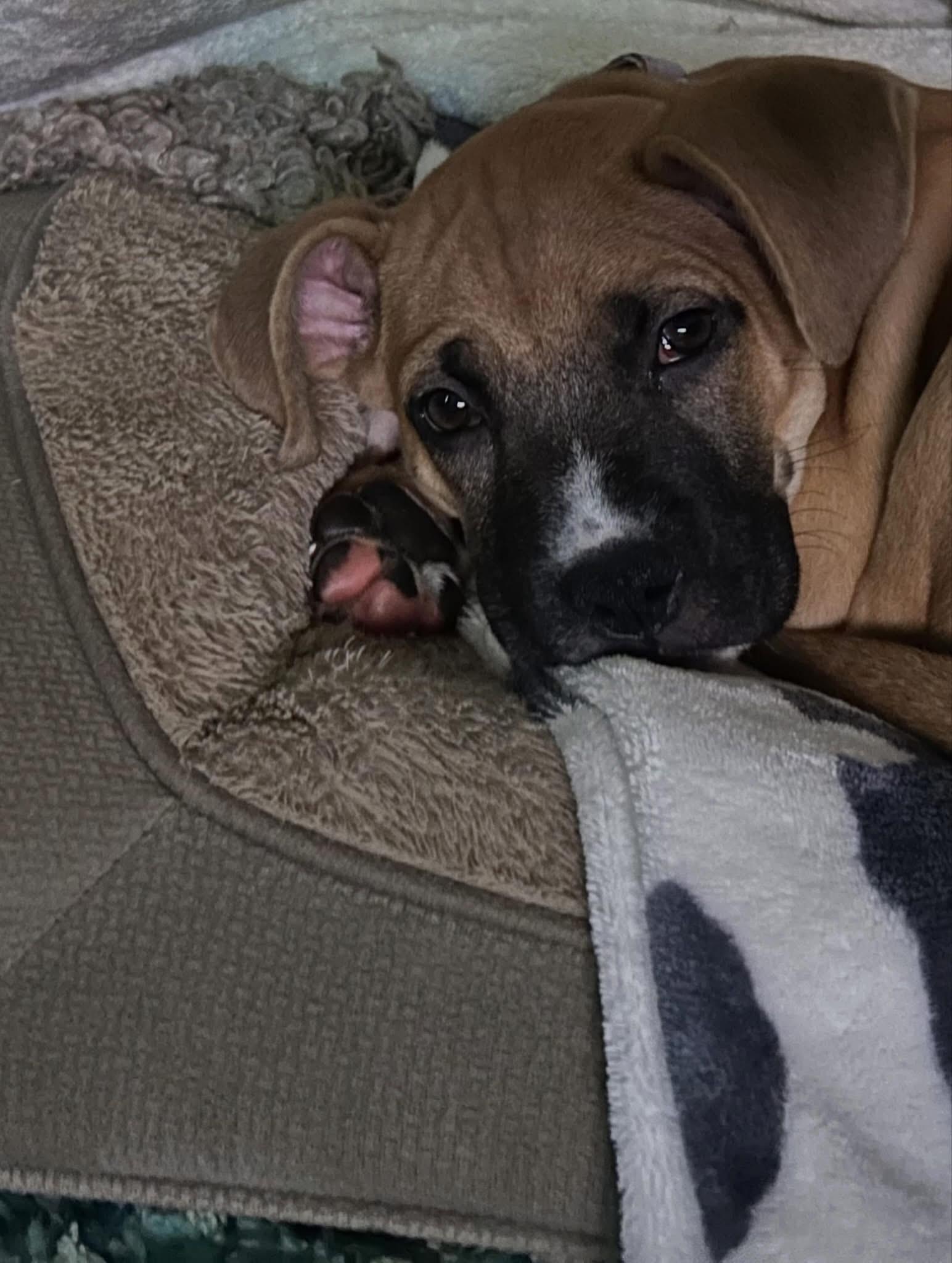Brielle, an adopted mixed breed in Jackson , NJ image 5/6