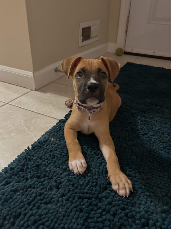 Brielle, an adopted mixed breed in Jackson , NJ image 6/6