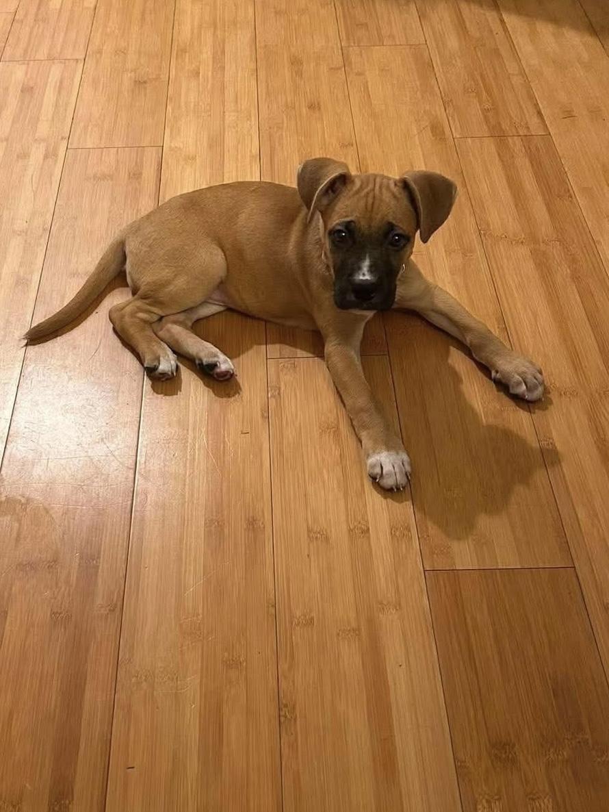 Brielle, adopted, Puppy Female Pit Bull Terrier.