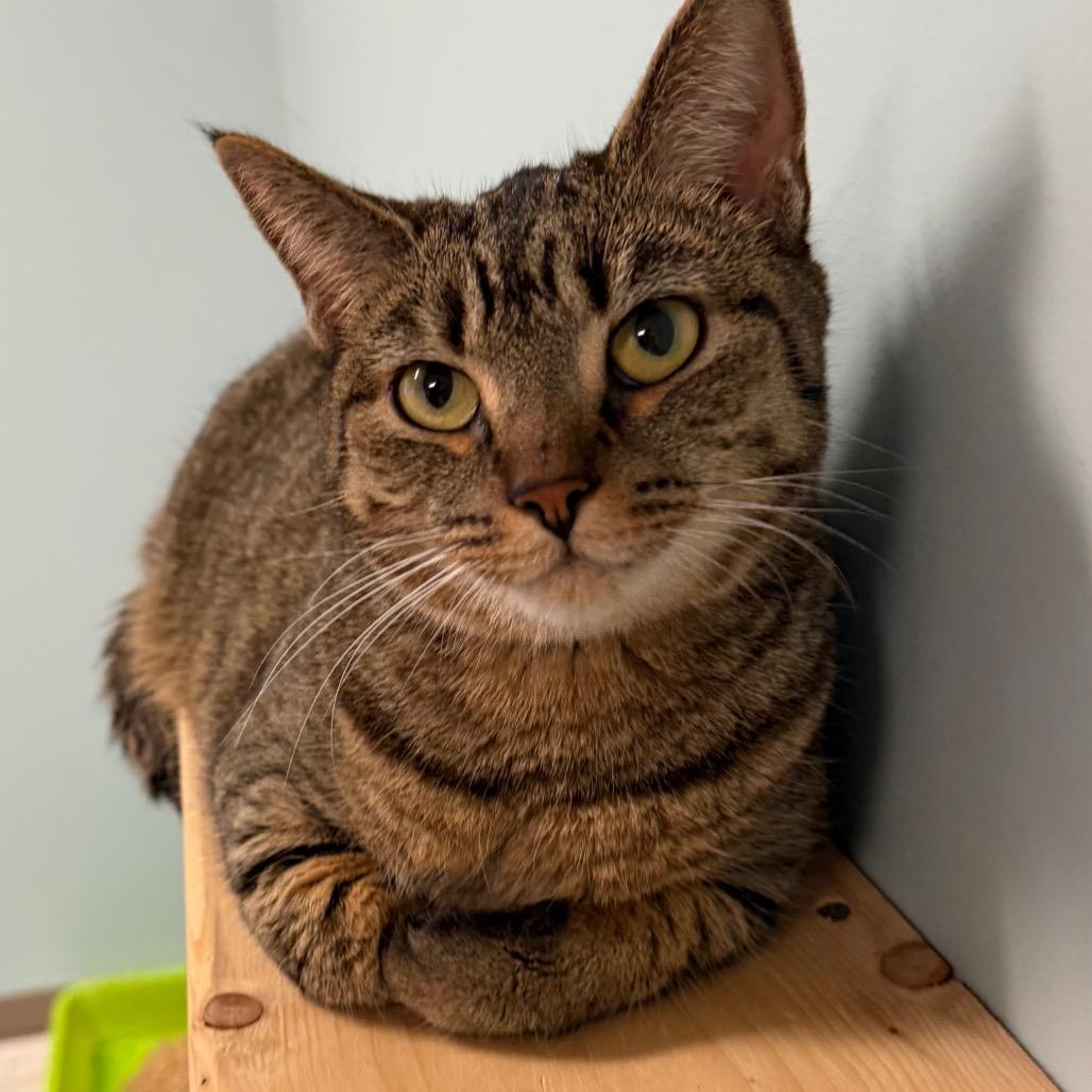 Nana, Adoptable, Adult Female Domestic Short Hair.