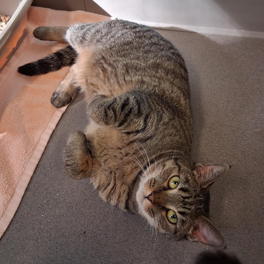 Enlarge Nana, a Adoptable Domestic Short Hair in Middlebury, VT image 2/2