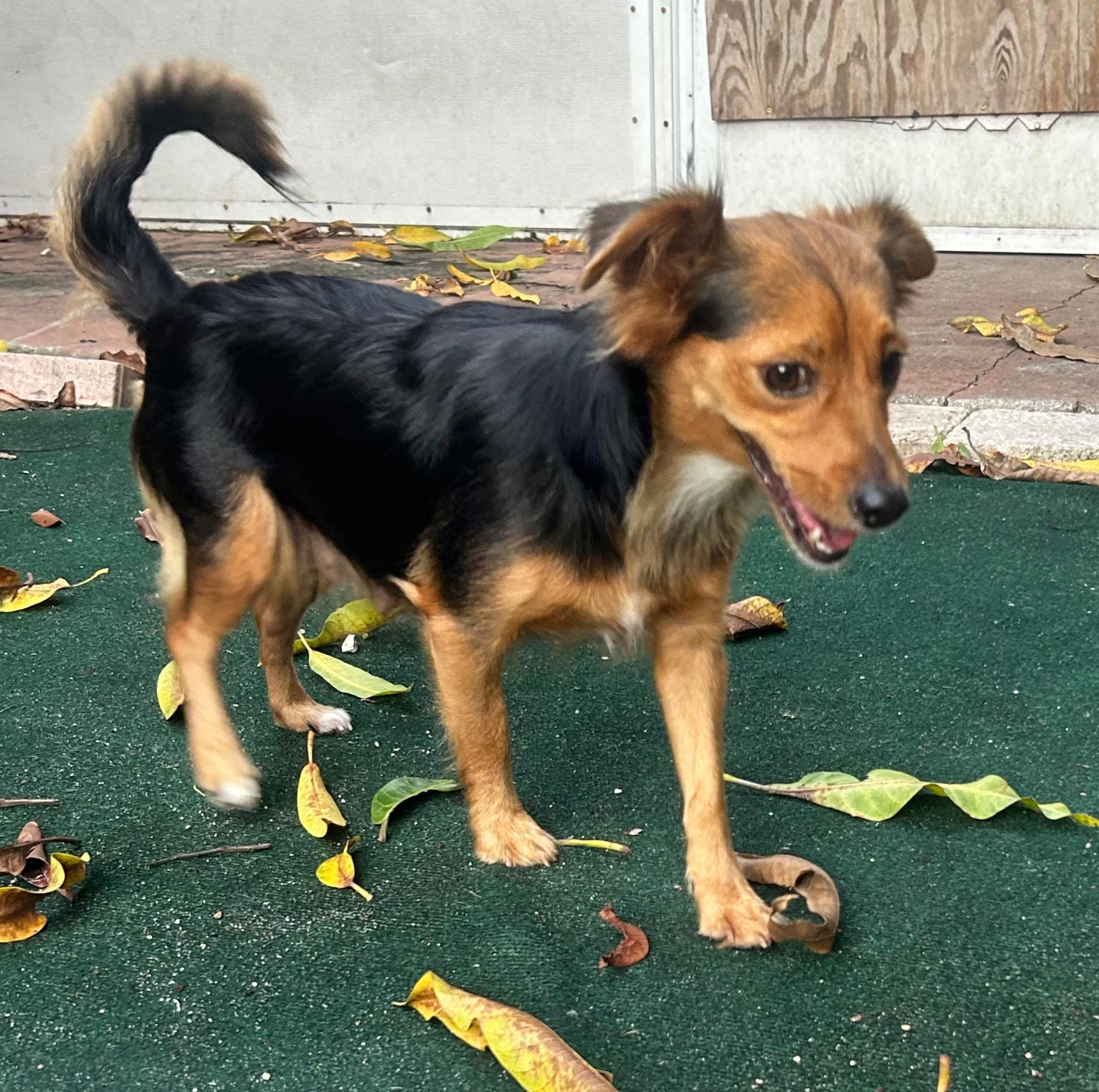 Enlarge Kelsea, a Adoptable mixed breed in Lake Worth, FL image 2/5
