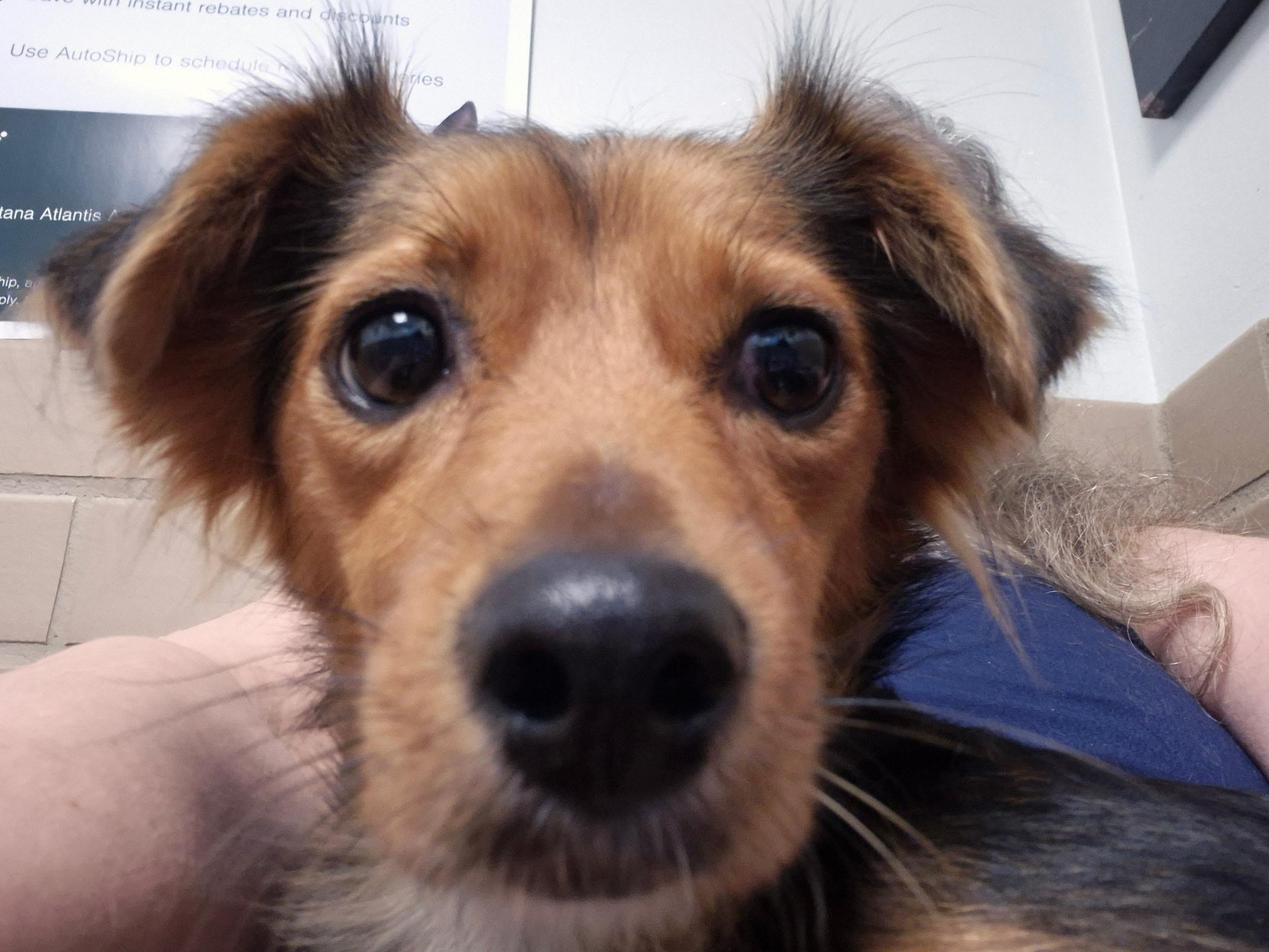 Enlarge Kelsea, a Adoptable mixed breed in Lake Worth, FL image 4/5