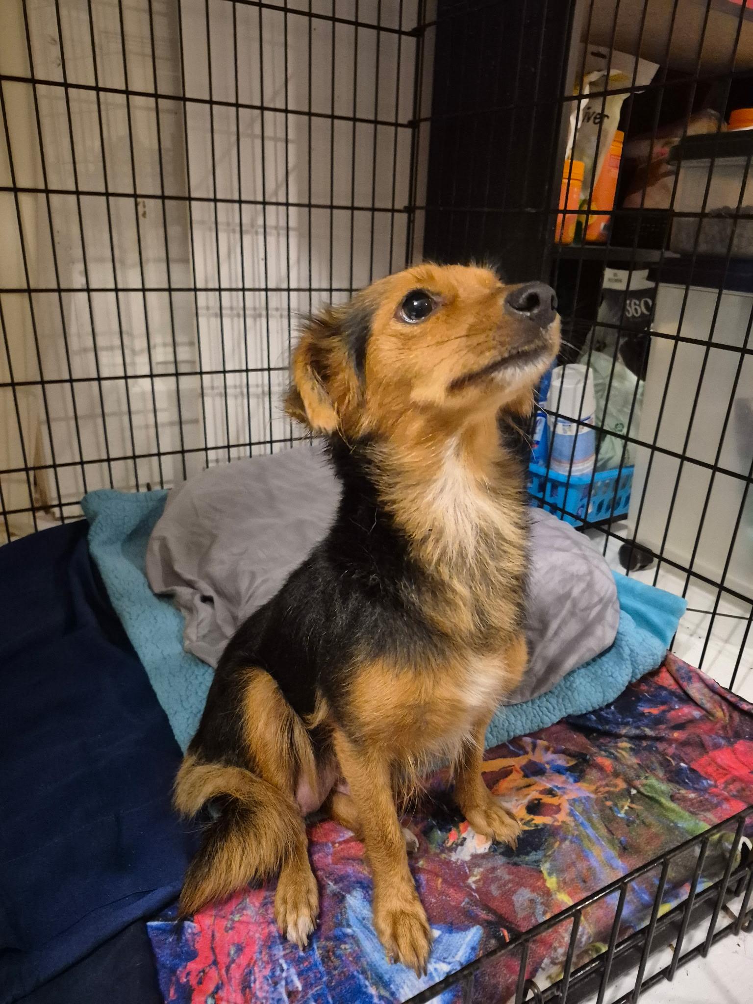 Enlarge Kelsea, a Adoptable mixed breed in Lake Worth, FL image 3/5