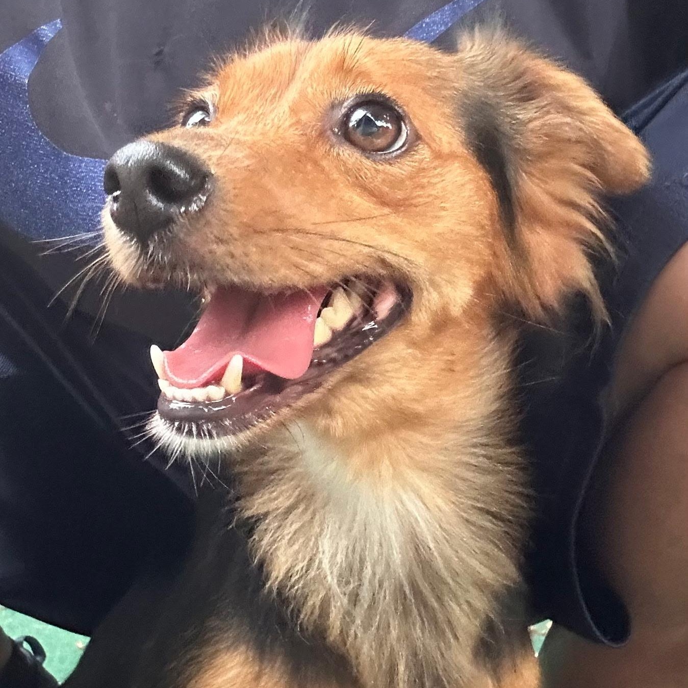 Kelsea, Adoptable, Young Female Chihuahua & Dachshund.