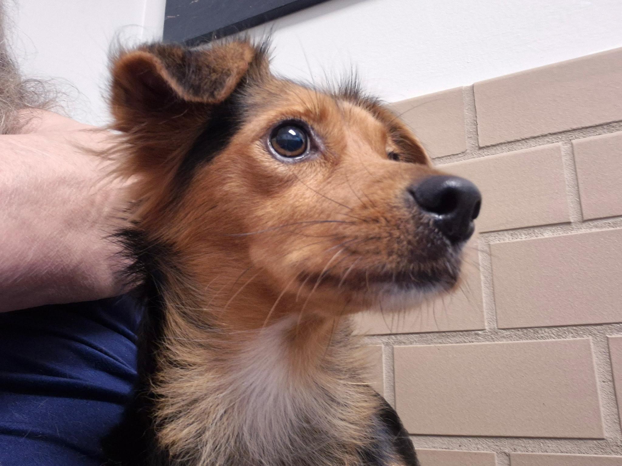 Enlarge Kelsea, a Adoptable mixed breed in Lake Worth, FL image 5/5