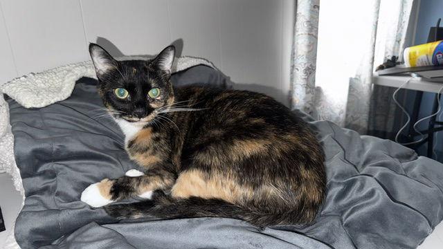 Enlarge Tortellini, a Adoptable Domestic Short Hair in Wheaton, IL image 1/3