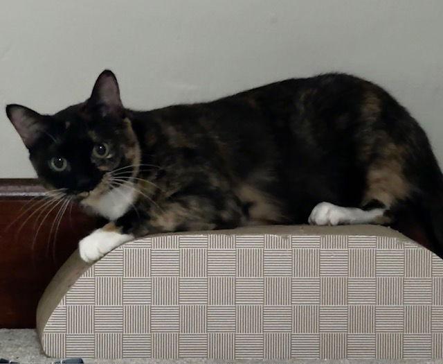 Enlarge Tortellini, a Adoptable Domestic Short Hair in Wheaton, IL image 2/3