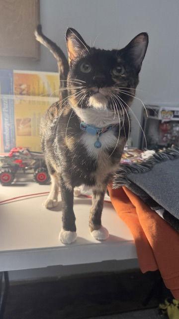 Enlarge Tortellini, a Adoptable Domestic Short Hair in Wheaton, IL image 3/3