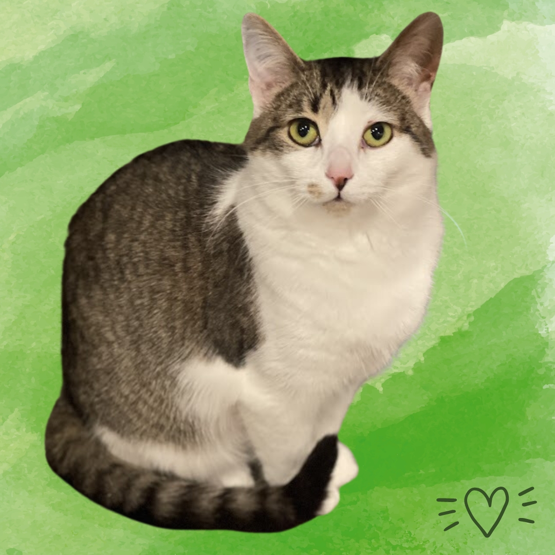 Katydid CM 0623, a Adoptable Torbie in Farmington Hills, MI image 3/6