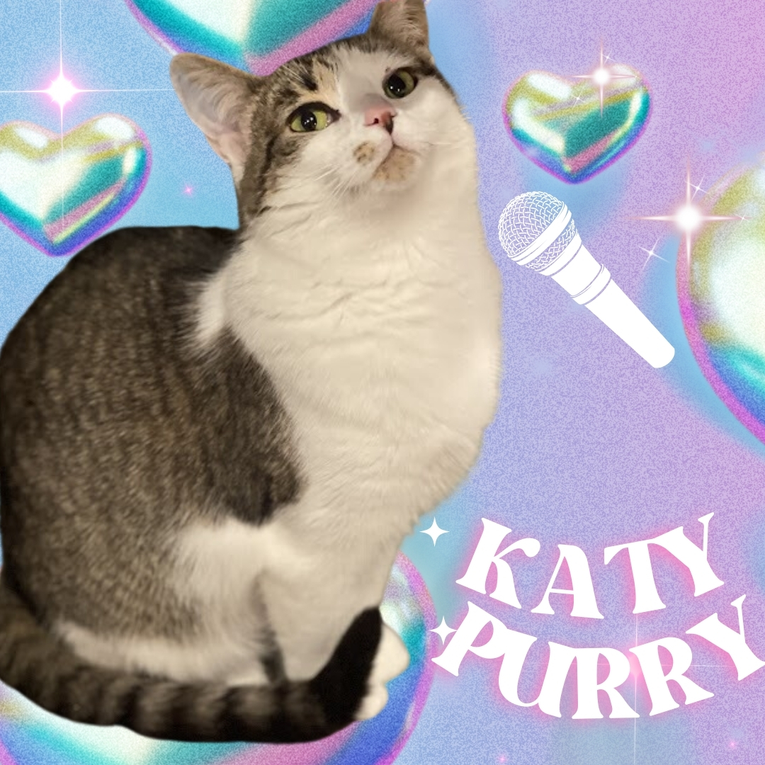 Katydid CM 0623, a Adoptable Torbie in Farmington Hills, MI image 4/6