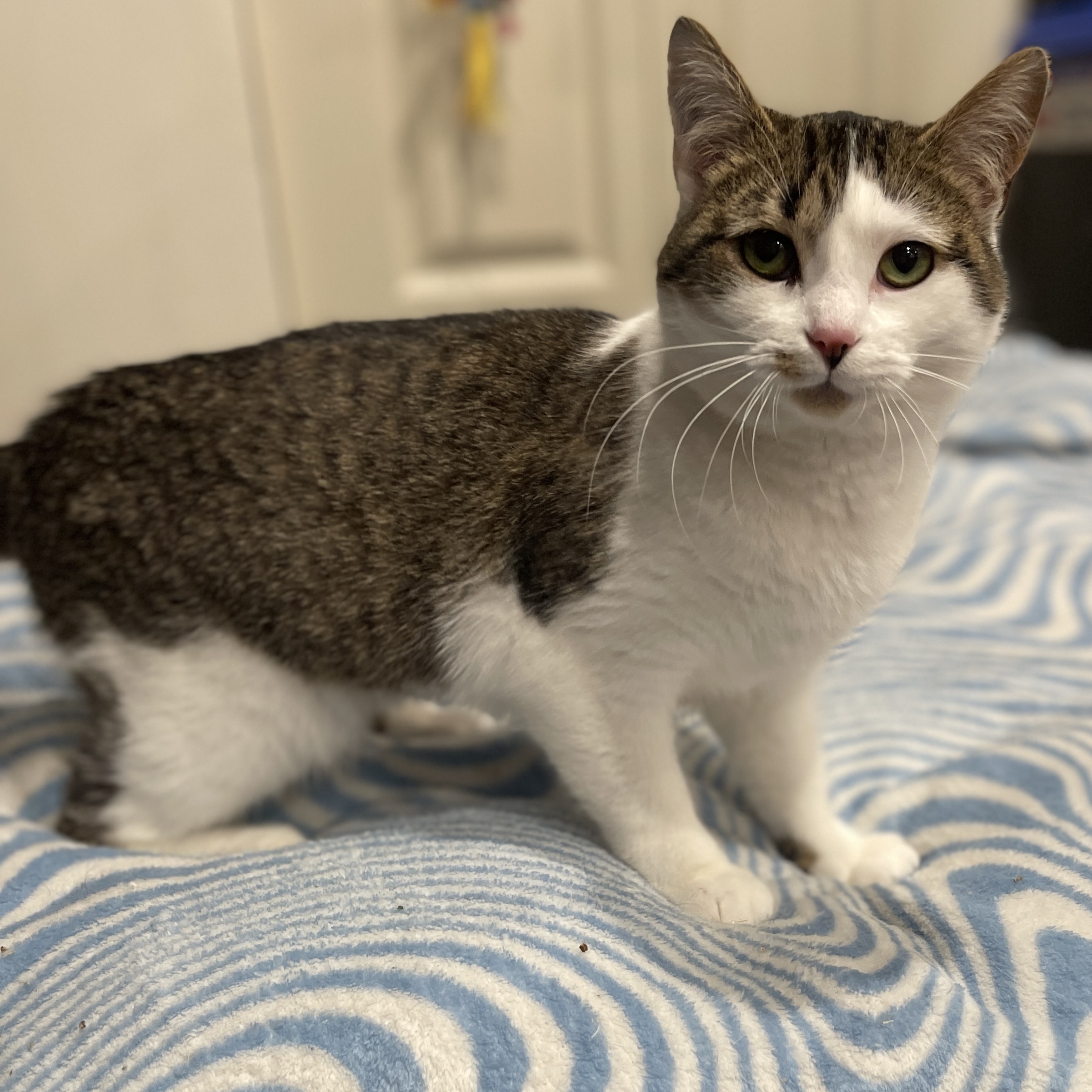 Katydid CM 0623, a Adoptable Torbie in Farmington Hills, MI image 2/6