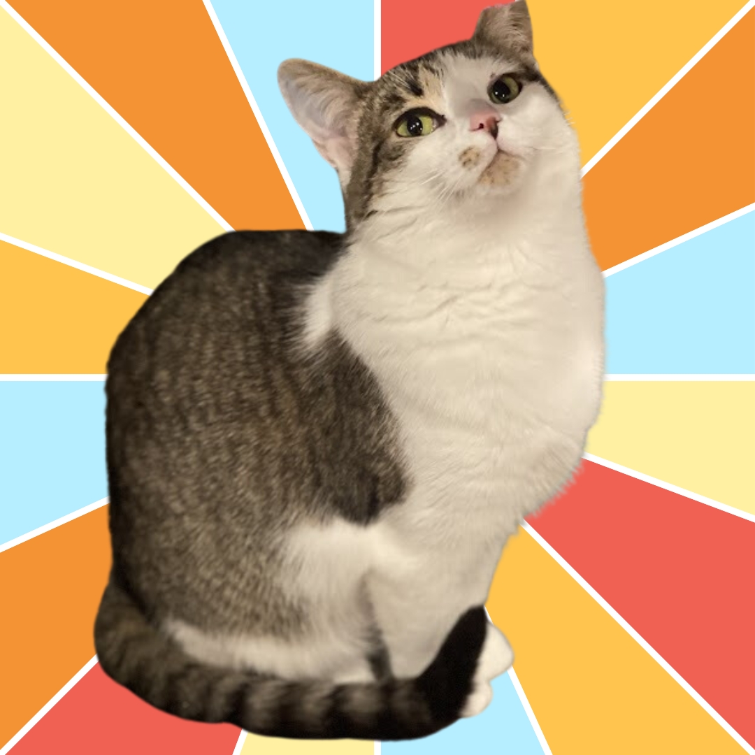 Katydid Cm thumbnail 6