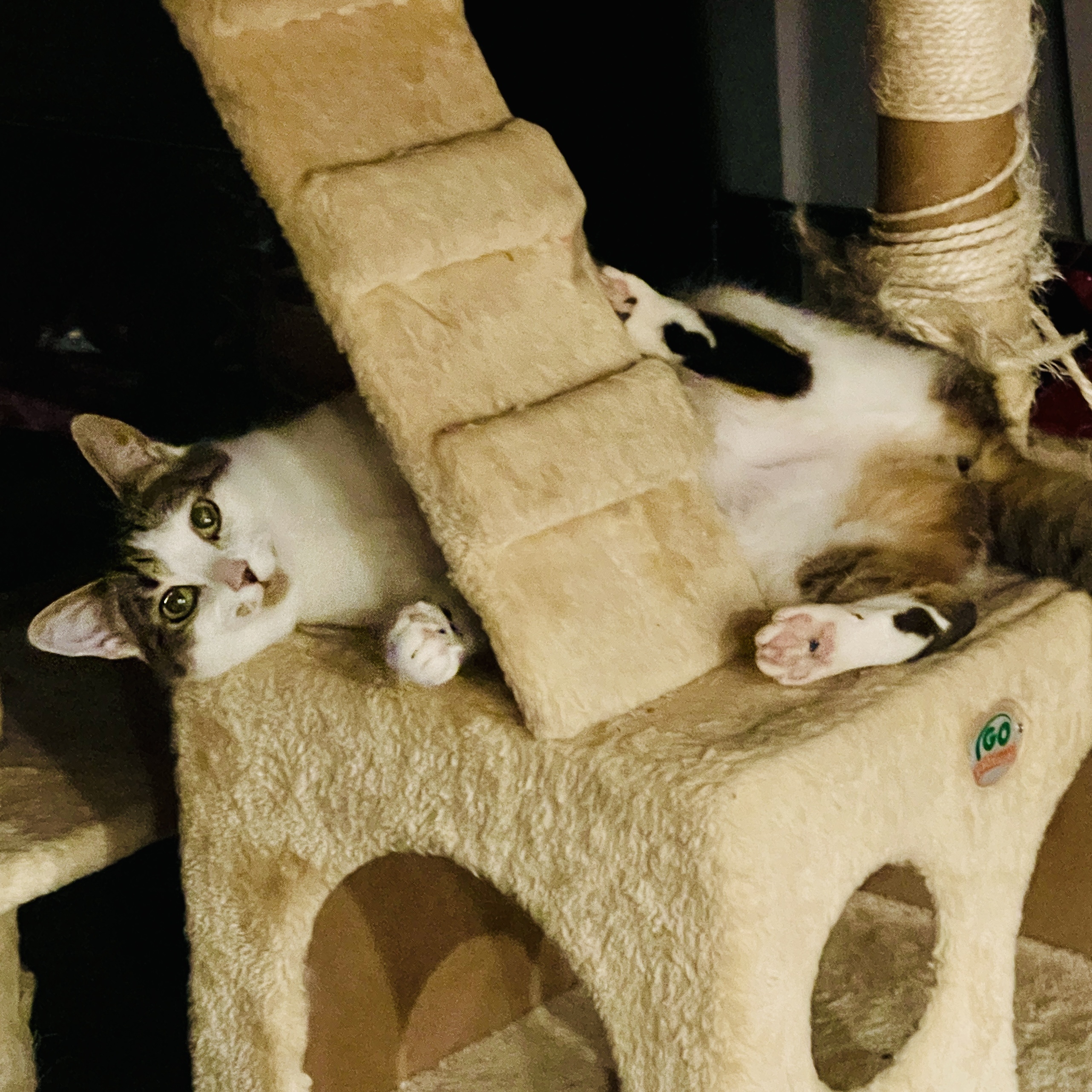 Katydid CM 0623, Adoptable, Adult Female Torbie.