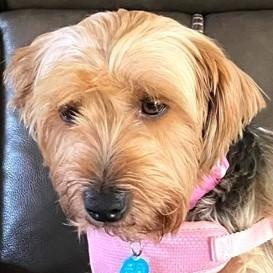 Roxie, ADOPTABLE, Adult Female Yorkshire Terrier.