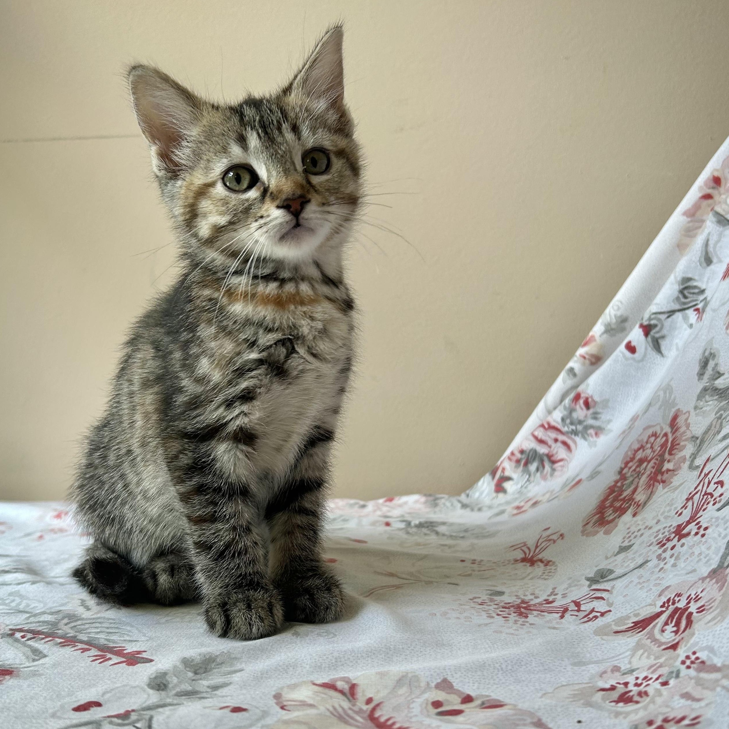 Esme, a Adoptable Domestic Short Hair in Seymour, TN image 2/3