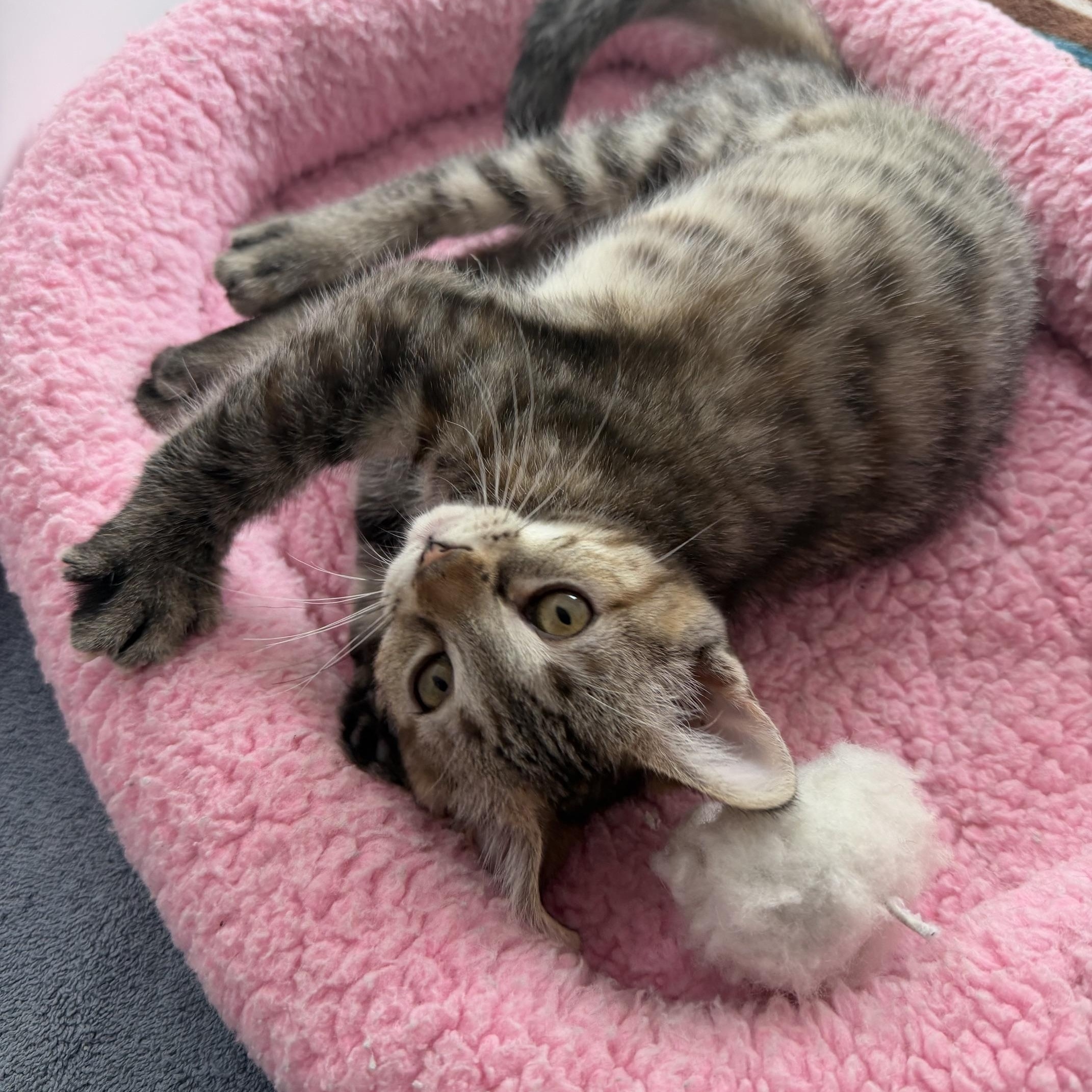 Esme, a Adoptable Domestic Short Hair in Seymour, TN image 3/6