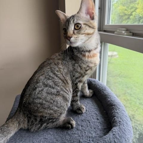 Enlarge Esme, a Adoptable Domestic Short Hair in Seymour, TN image 2/6