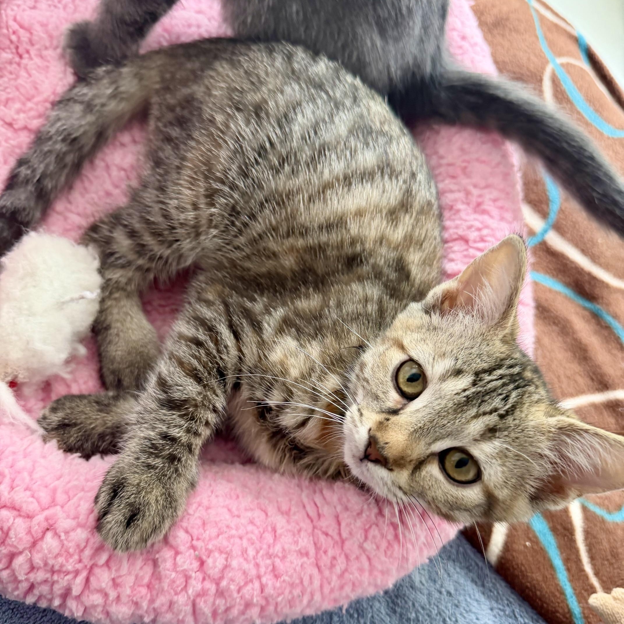 Esme, a Adoptable Domestic Short Hair in Seymour, TN image 2/6