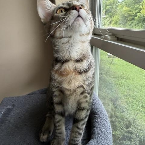 Enlarge Esme, a Adoptable Domestic Short Hair in Seymour, TN image 6/6