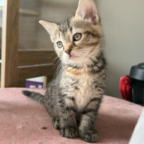 Esme, Adoptable, Kitten Female Domestic Short Hair.