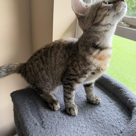 Enlarge Esme, a Adoptable Domestic Short Hair in Seymour, TN image 4/6