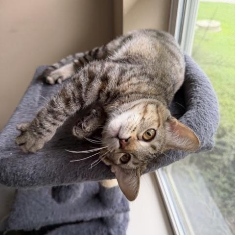 Enlarge Esme, a Adoptable Domestic Short Hair in Seymour, TN image 5/6