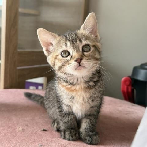 Esme, a Adoptable Domestic Short Hair in Seymour, TN image 3/3