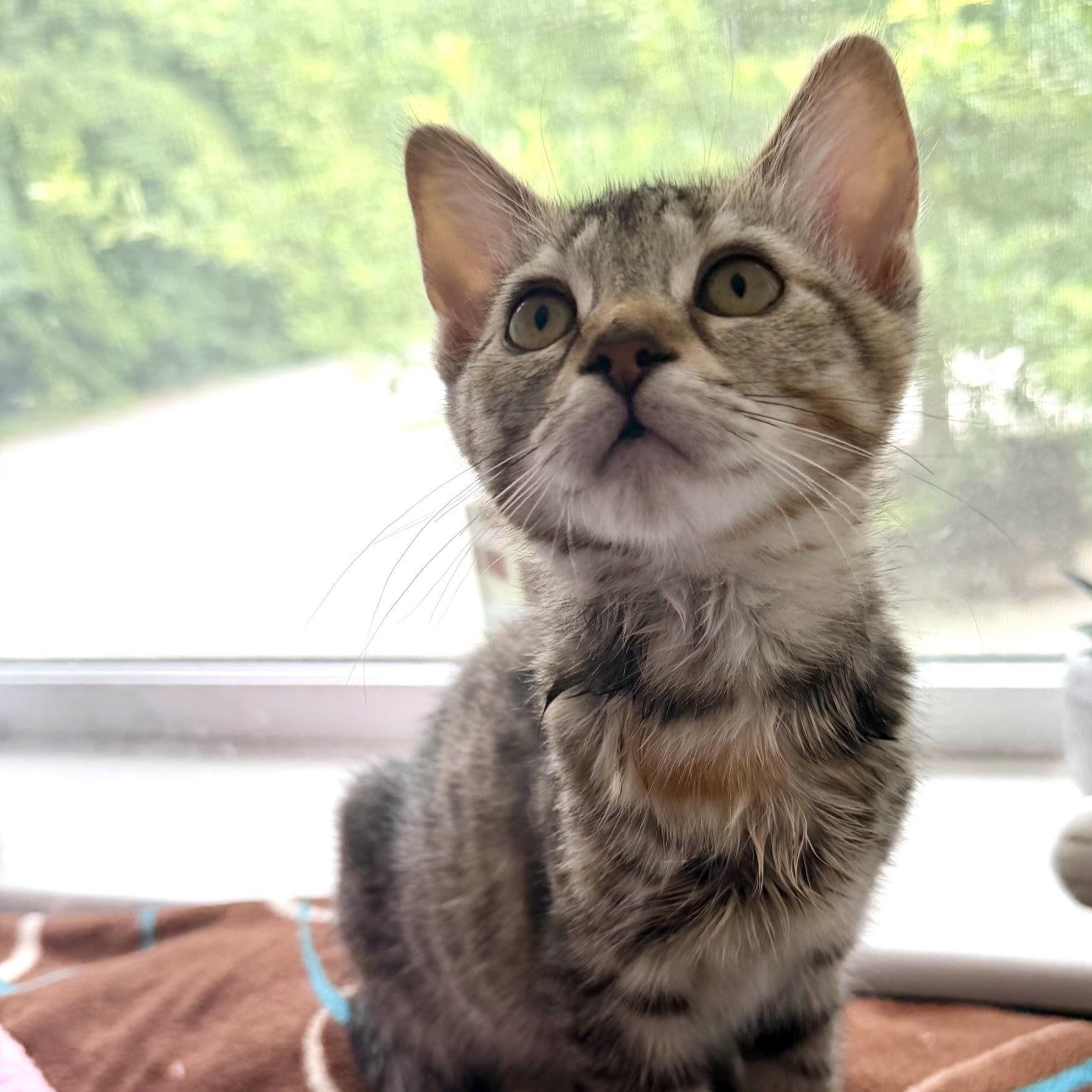 Esme, Adoptable, Kitten Female Domestic Short Hair.