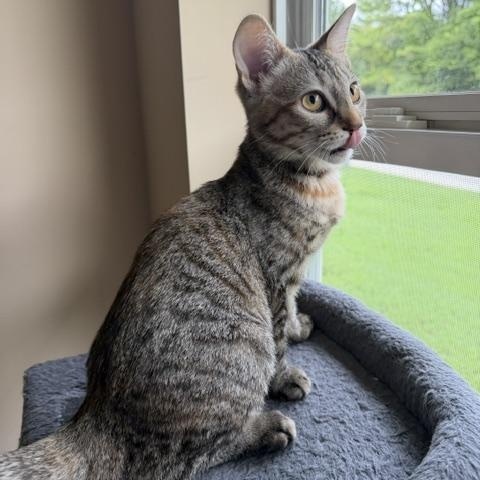 Esme, Adoptable, Young Female Domestic Short Hair.