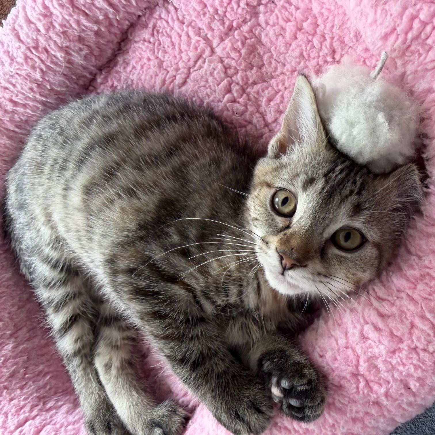 Esme, a Adoptable Domestic Short Hair in Seymour, TN image 4/6