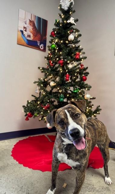 Rylee, an adoptable Catahoula Leopard Dog in Williston, VT, 05495 | Photo Image 3