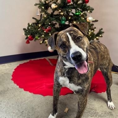 Enlarge Rylee, an adoptable mixed breed in Williston, VT image 3/6