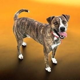 Enlarge Rylee, an adoptable mixed breed in Williston, VT image 2/6