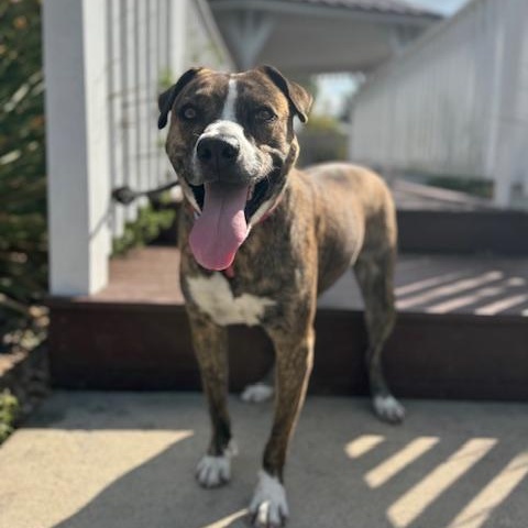 Rylee, adoptable, Young Male Catahoula Leopard Dog.