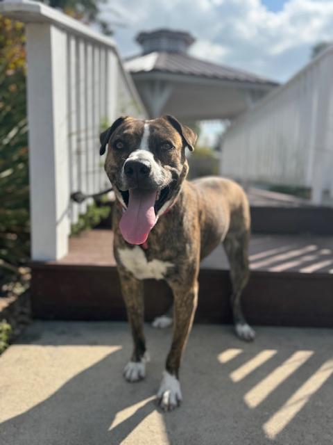 Rylee, an adoptable Catahoula Leopard Dog in Williston, VT, 05495 | Photo Image 1