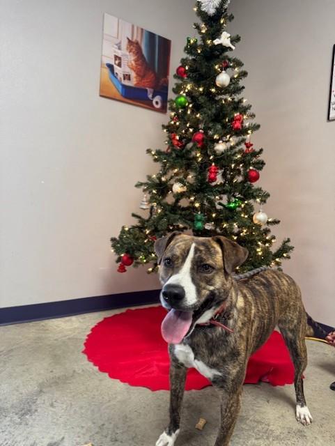 Rylee, an adoptable Catahoula Leopard Dog in Williston, VT, 05495 | Photo Image 6
